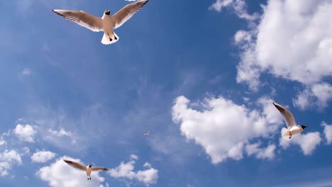 hangs in front of the camera seagull