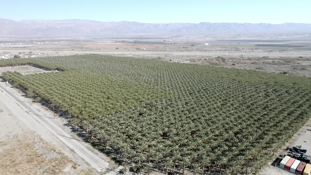 gran vivero de palmeras en coachella, california con video de drones de cerca y avanzando