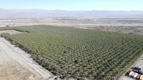 Gran-Vivero-De-Palmeras-En-Coachella,-California,-Con-Video-De-Drones-De-Cerca-Y-Avanzando