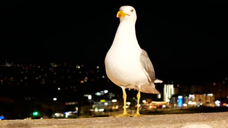 Primer-Plano-De-Una-Gaviota-En-La-Noche-Con-Las-Luces-De-La-Ciudad-En-El-Fondo