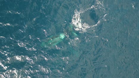 scenic view of humpback whales swimming at the south pacific ocean in sydney, australia - top down aerial drone shot
