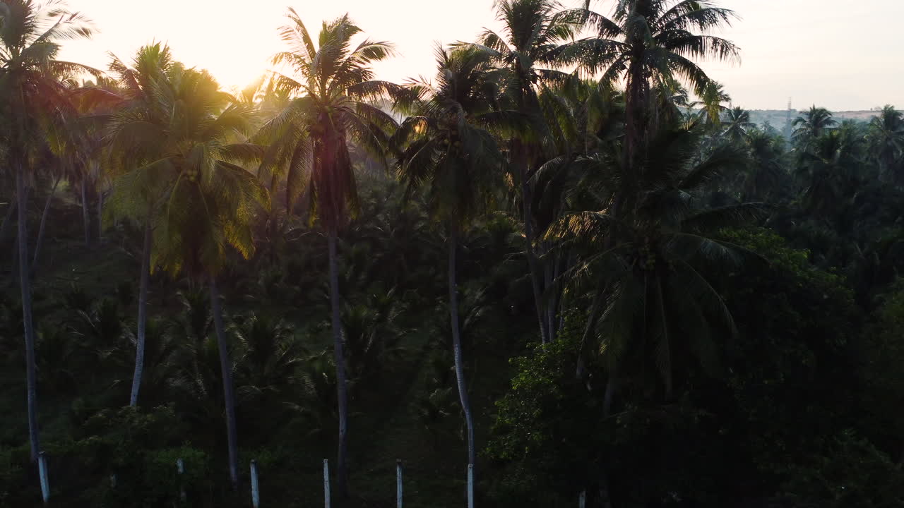 Aerial, sunrise sunshine beam shining through coconut tree silhouette in Vietnam