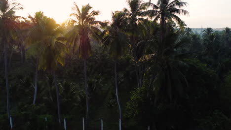 aerial, sunrise sunshine beam shining through coconut tree silhouette in vietnam