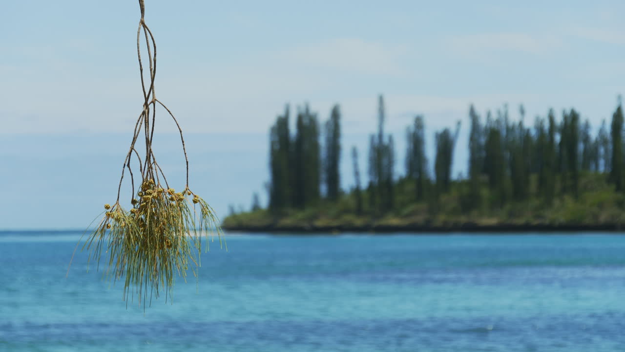뉴 칼레도니아 태평양 섬 열대 낙원, 랙 포커스 먼 나무