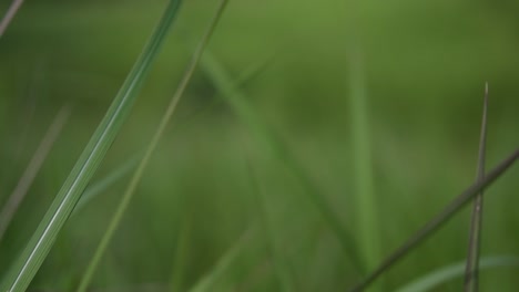 una hierba perenne originaria de asia tropical y subtropical y también introducida en varios países