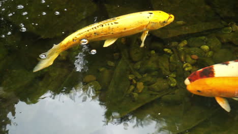 koi and goldfish swim in pond with mosaic plant