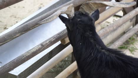 domestic black goat scratching his neck at the zoo in seoul grand park, gwacheon city, south korea - close up