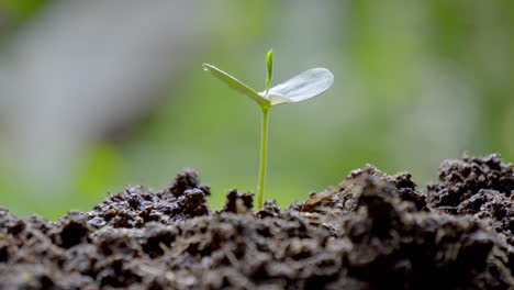 niño regando una planta verde cuidando el medio ambiente