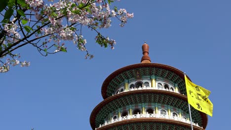 4k flor de cerezo sakura en el templo de tian yuan gong en taipei. taiwán