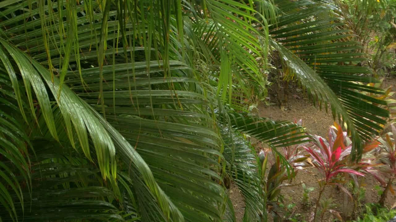 Campo lungo di grandi felci durante un temporale in Sud America