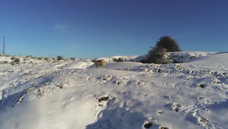 ovejas pastando dejando huellas en el frío y nevado campo del invierno británico siga adelante antena