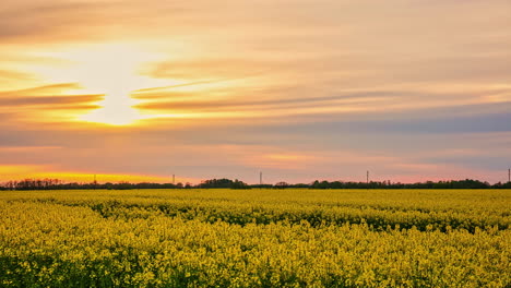 Hermosa-Cama-De-Flores-Amarillas-Debajo-De-Un-Cielo-De-Ensueño