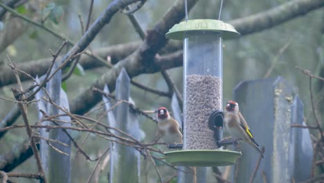 Ein-Goldfinkenpaar-Frisst-Samen-Aus-Einem-Vogelhäuschen