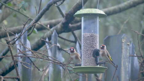 a gold finch couple is eating seeds from a bird feeder