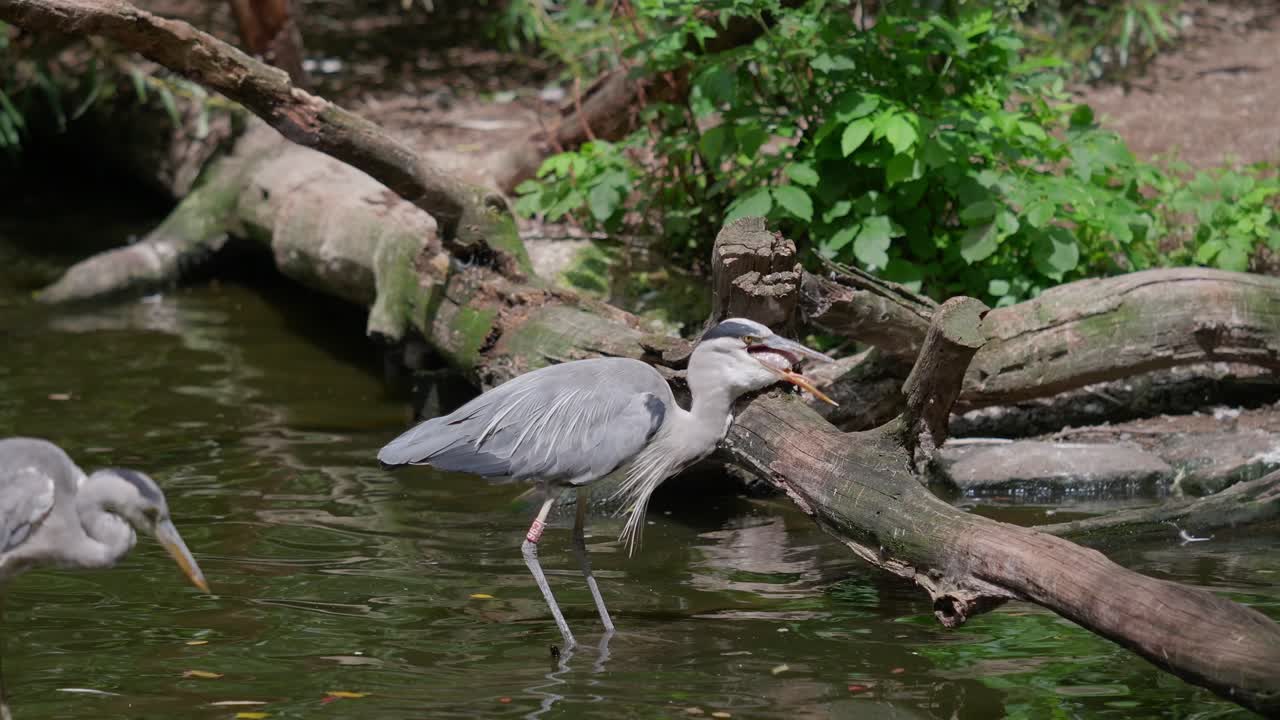 Pelican Standing in Water Swallowing a Fish – Telephoto Shot