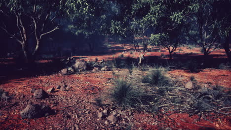 Camino-De-Tierra-A-Través-Del-Bosque-De-Angophora-Y-Eucalipto