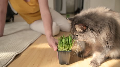 binnenlandse grijze kat snuiven en likken kattenkruid terwijl onherkenbare vrouw zittend op de vloer hem aait en de plantpot vasthoudt