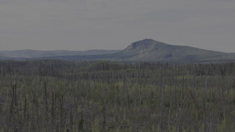 majestic green canopy covering wild terrain in northern bc