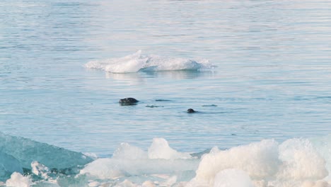 Two-seals-poking-their-heads-out-of-sea-water-with-ice-floes,-Iceland