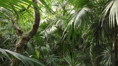 moviéndose a través de hojas y árboles verdes y exuberantes apretados en una jungla