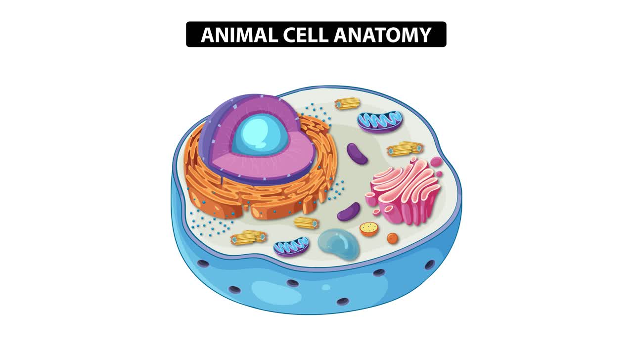 Animation illustrating animal cell components with labels, highlighting nucleus, mitochondria, and organelles in a clear, educational style