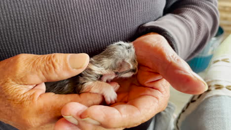 Gatito-Recién-Nacido-En-Manos-Del-Anciano,-Primer-Plano