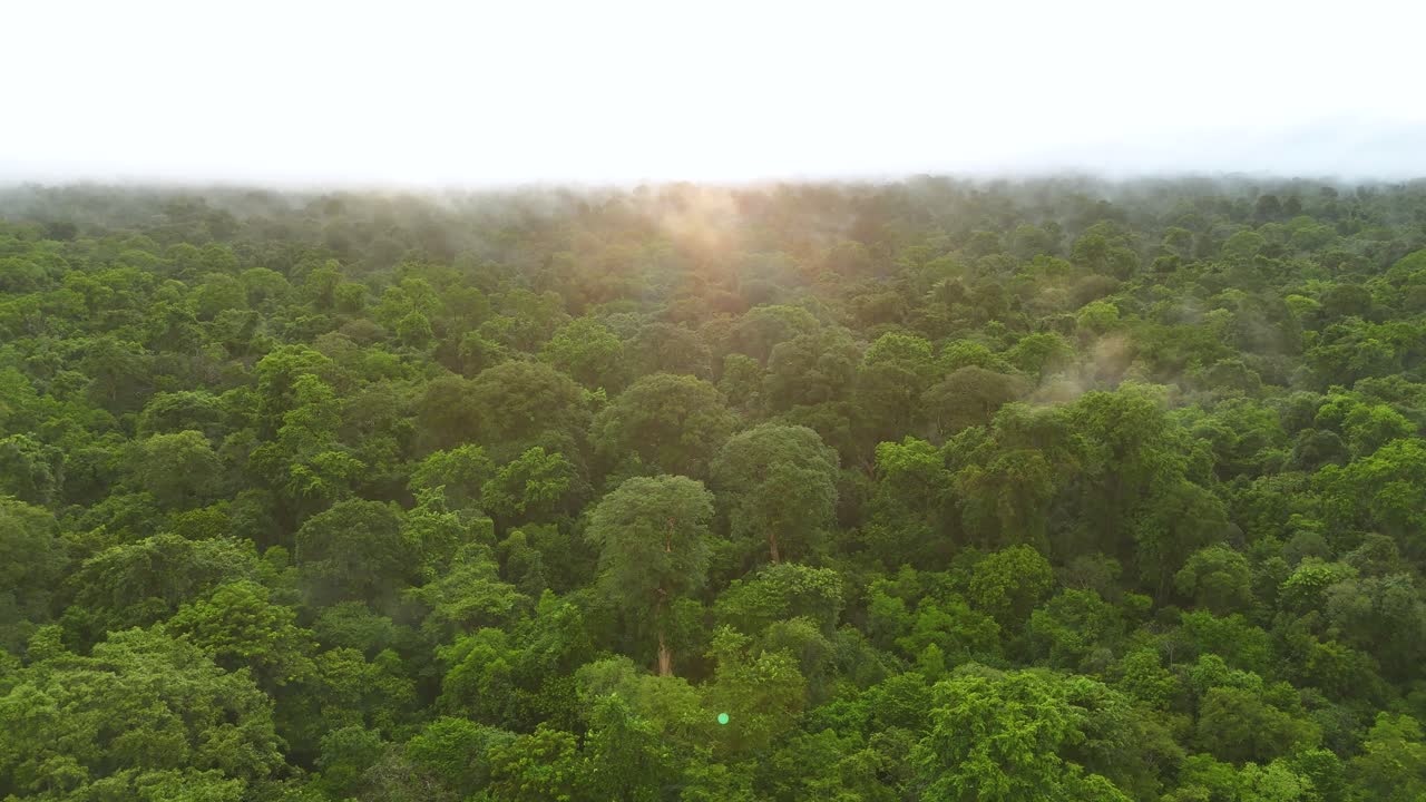 clouds floating in the swamp in the tropical rain forest