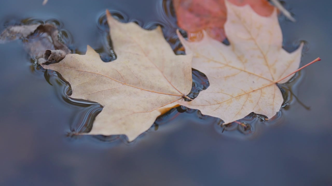 Due foglie d'acero giallo pallido galleggiano affiancate sulla superficie calma e scura di un fiume che scorre lentamente. La prospettiva a livello del suolo cattura la delicata deriva del fogliame autunnale caduto.