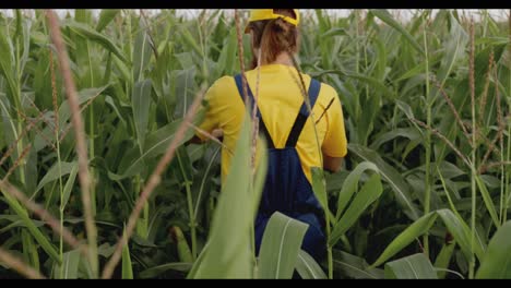 farmer in a cornfield