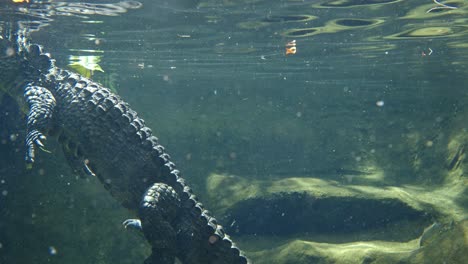 close-up view of aligator