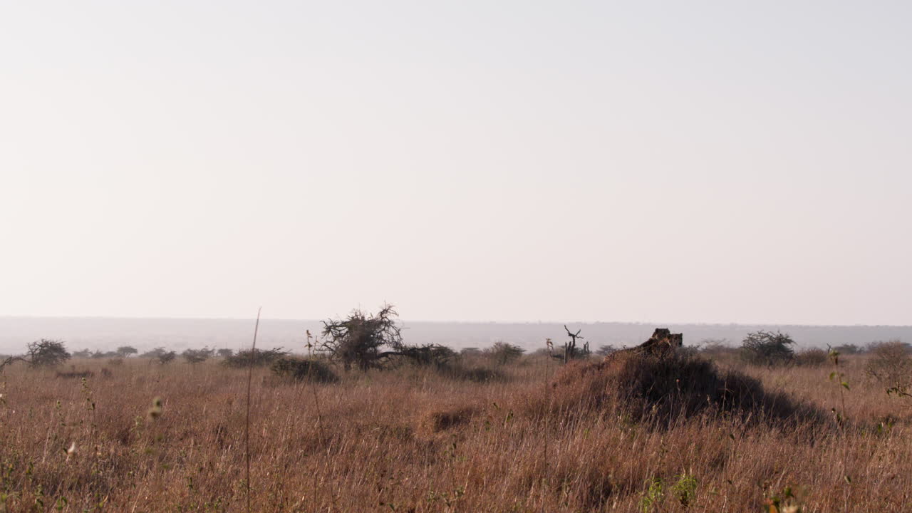 Inquadratura grandangolare estrema di due ghepardi che scrutano la savana mentre riposano