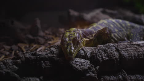 Varanus-Mingingi-Eidechse-In-Ihrem-Terrarium