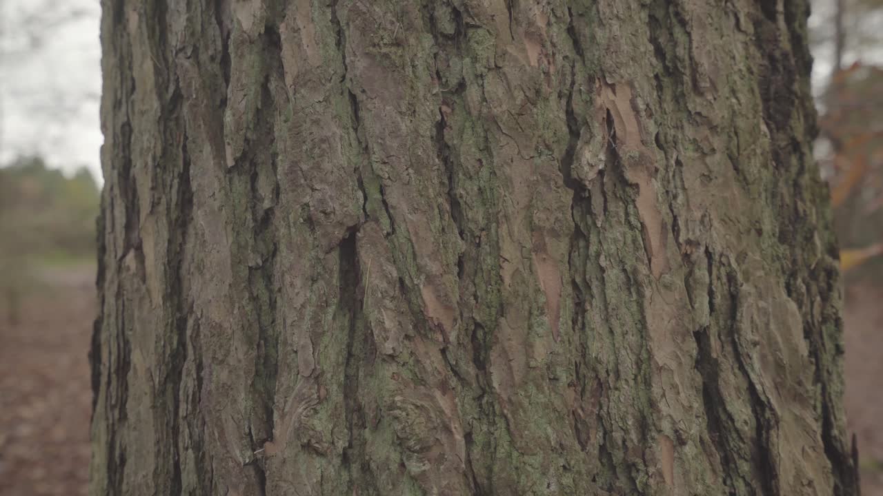 vista cercana de la corteza de los árboles en un bosque en inglaterra durante el otoño