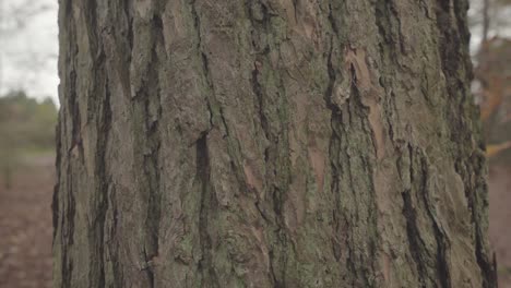 close view of tree bark in a forest in england uk during autumn