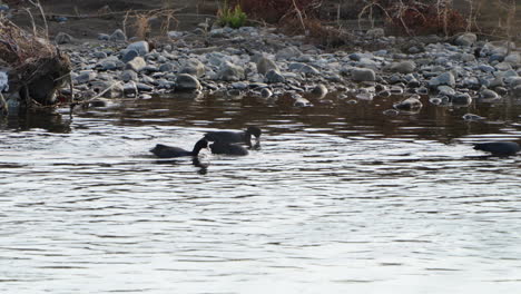 Group-Of-Eurasian-Coots-Diving-In-The-Water-To-Get-Food-On-The-River-Near-Tokyo,-Japan---wide-shot