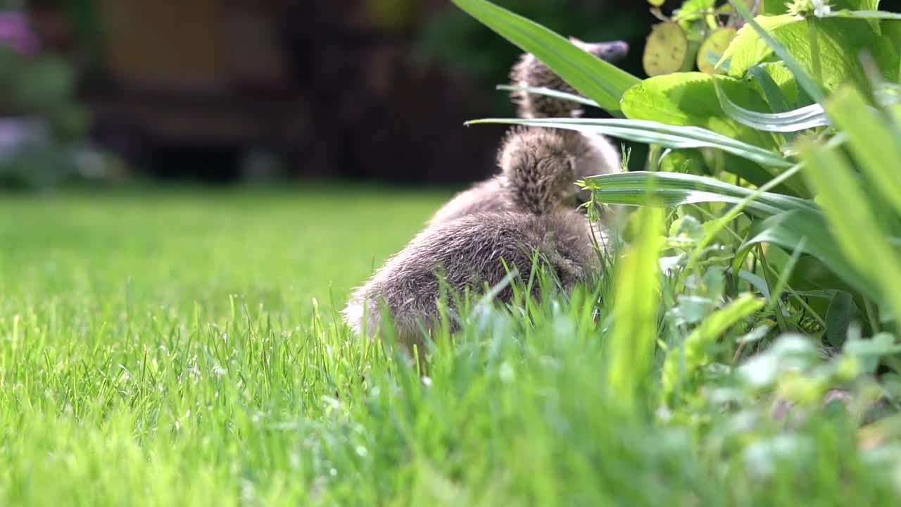 pollitos de gansos esponjosos comiendo hierba y otras plantas