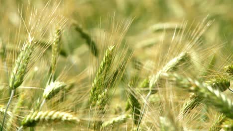 Nahaufnahme-Von-Grünen-Reifenden-Weizenköpfen,-Die-Im-Wind-Hin-Und-Her-Winken