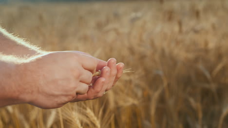 las manos de un agricultor de mediana edad estudian el trigo