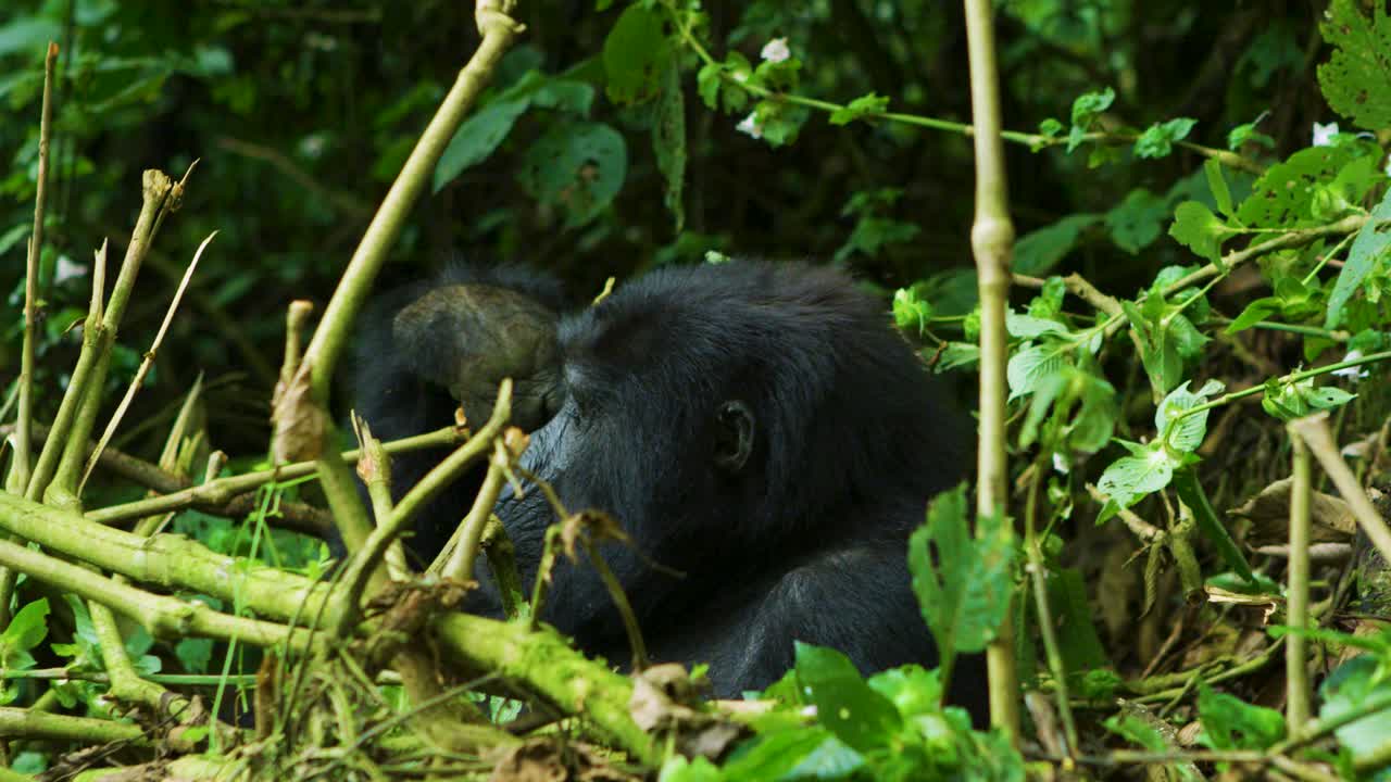 Un gorilla guarda dritto nell'obiettivo mentre mangia in una fitta foresta pluviale in Africa.