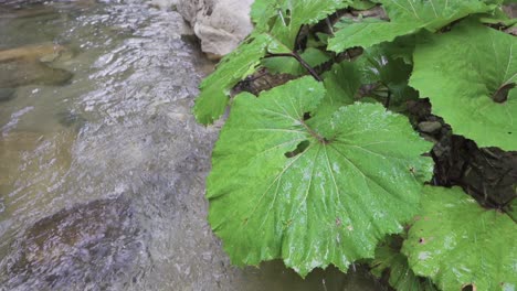 wetting of the leaves of the plant near the stream. slow motion.