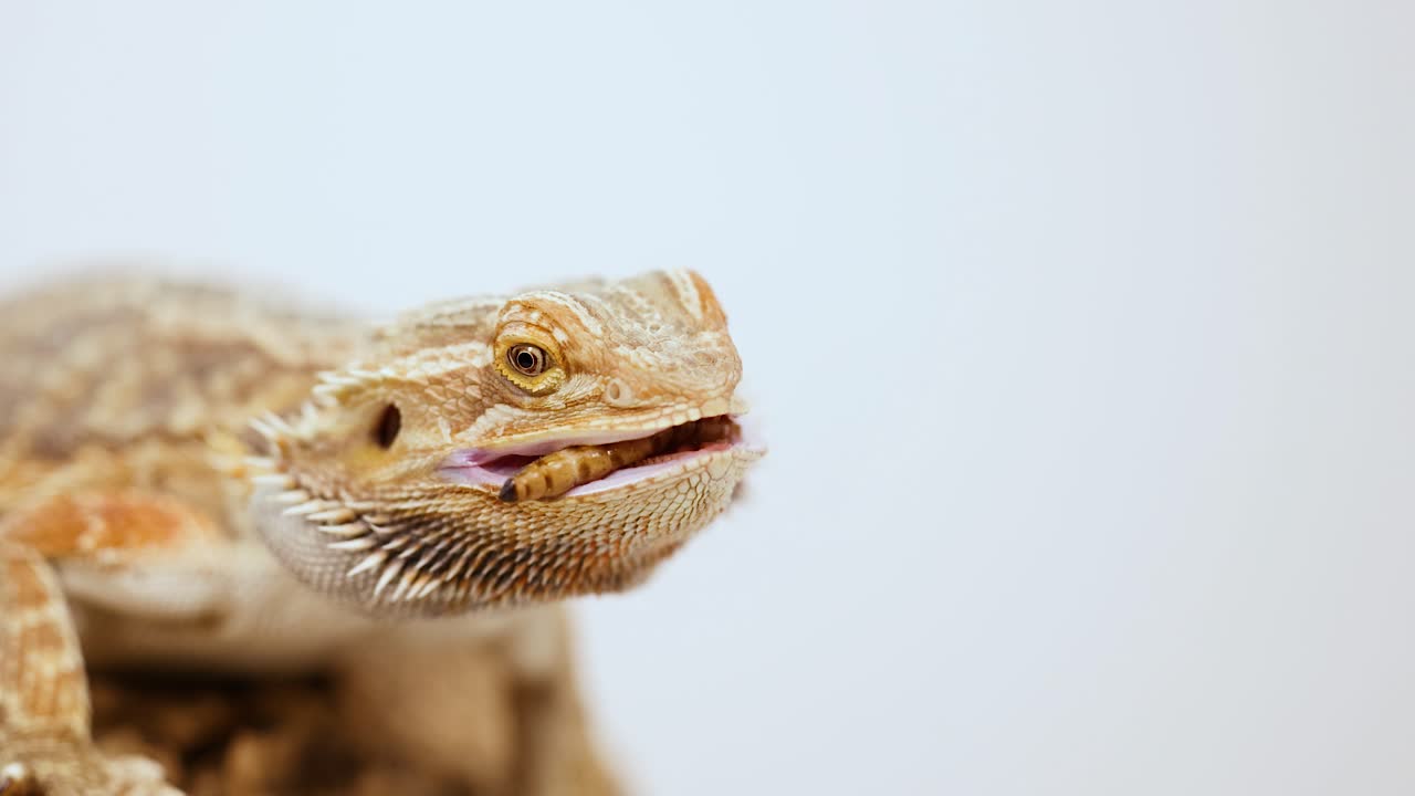 A bearded dragon captures and eats an insect in a well-lit, close-up setting, showcasing its natural behavior
