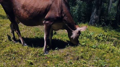 Kleines-Milchvieh,-Das-Auf-Dem-Feld-Mit-Grünem-Gras-Weidet