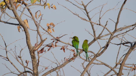 a couple of swallow-tailed bee-eater birds resting on leafless tree branches