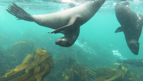 cachorros de leones marinos juegan bajo el agua en el agua poco profunda del océano llena de algas marinas