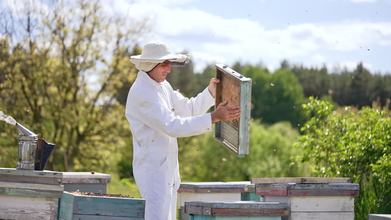 Apiculturist in white clothes working at his bee farm. Man working among the numerous bees flying around.