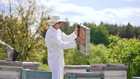 apiculturist in white clothes working at his bee farm. man working among the numerous bees flying around.