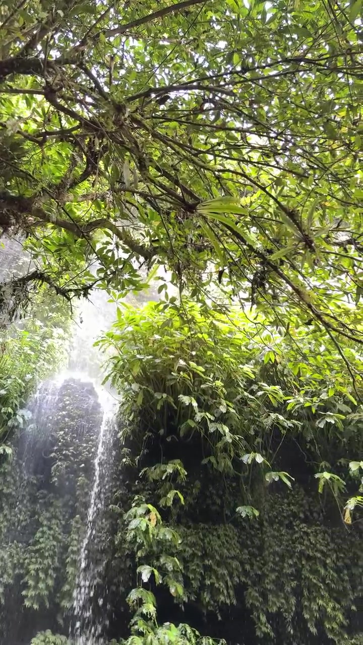 Piccola cascata che scende su una parete rocciosa muschiosa in una lussureggiante foresta tropicale.