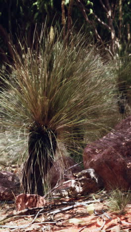 closeup of a tufted grass plant in a dry, tropical environment