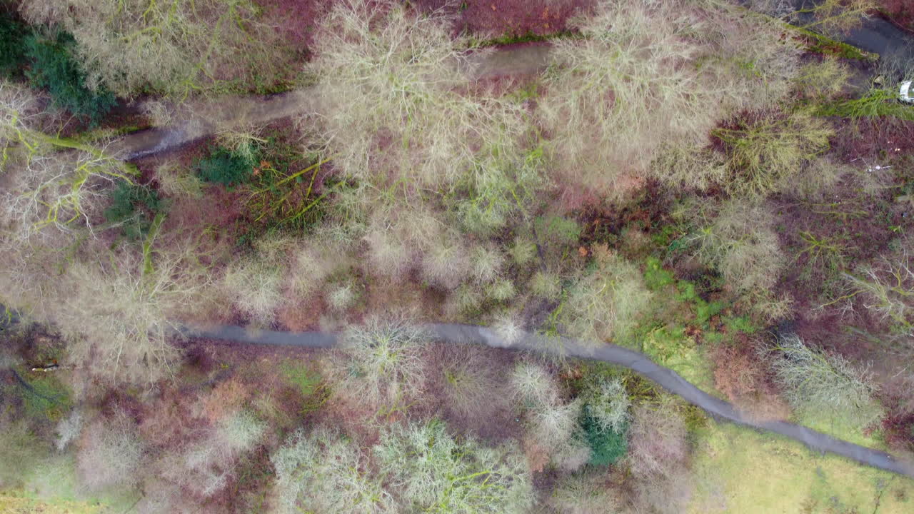 overhead shot of the trees in late winter time in todmorden park