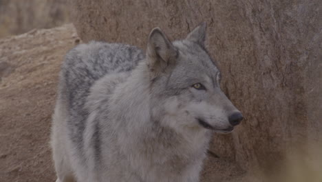 close up wolf looking around